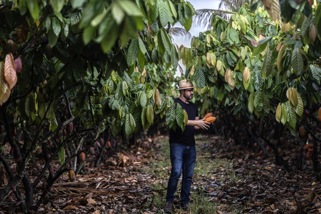 Ein Bauer erntet Kakaoschoten auf einer Farm in Bahia, Brasilien, am 5. April 2024.