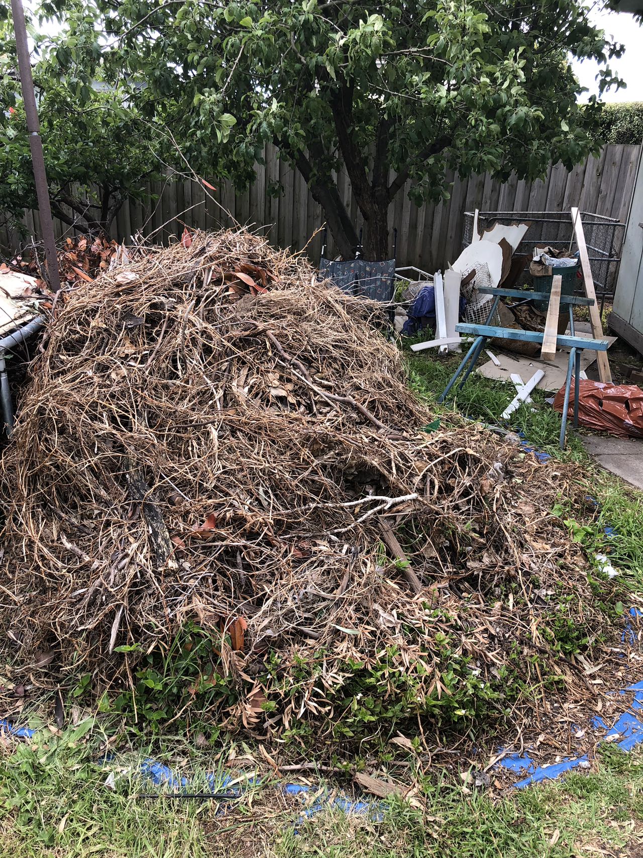 dead tree removal dead tree removal