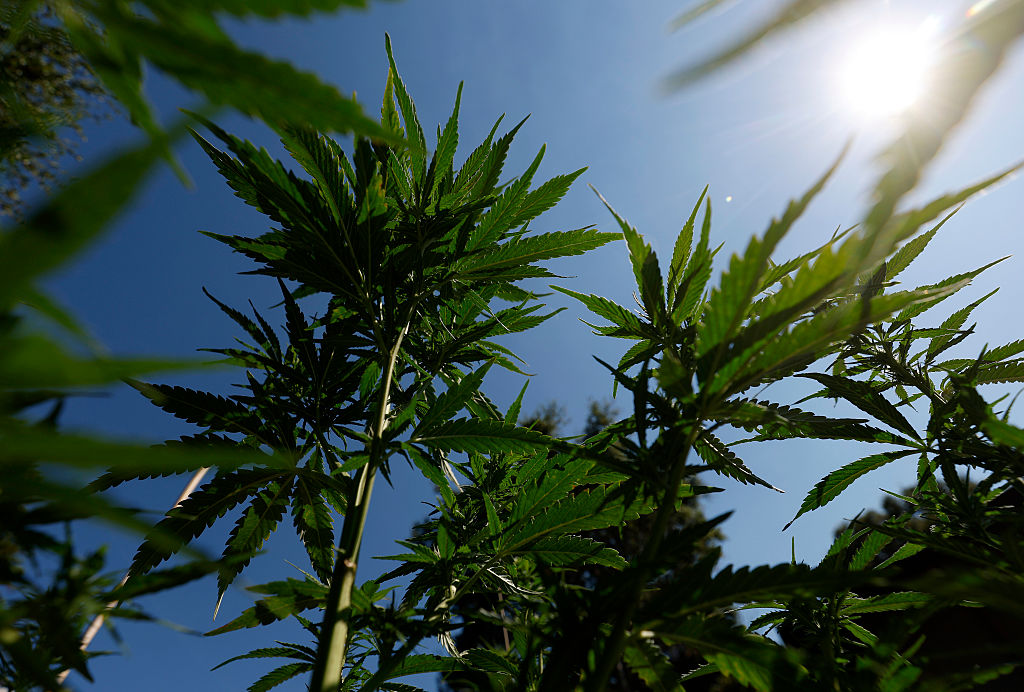 إدارة ترامب تفكر في إعادة تصنيف الماريجوانا كمواد مخدرة أقل خطورة