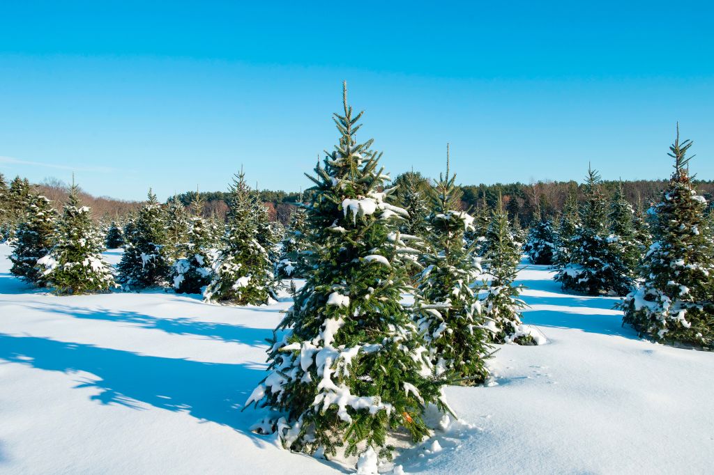 US-HOLIDAY-AGRICULTURE-CHRISTMAS